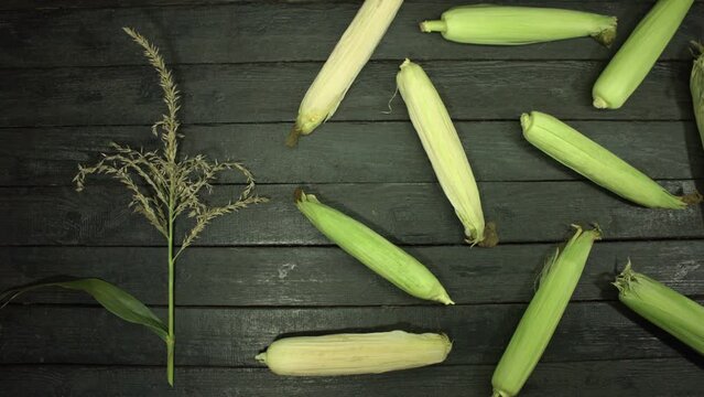 Corn cobs on the table. Flat lay. On a black wooden table are unpeeled corn cobs and a stem tip (inflorescence). Camera movement over the table from right to left.