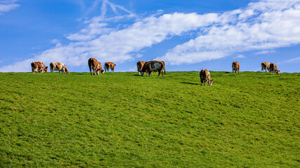 Kühe auf dem Feld