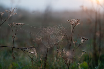 spider web in the dew
