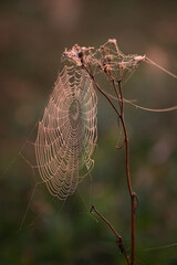 a rainbow in a spider's web