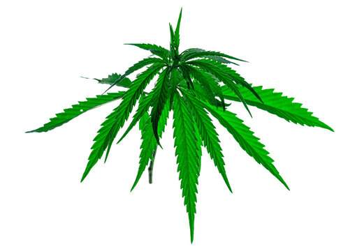 Cannabis Leaf, Isolate