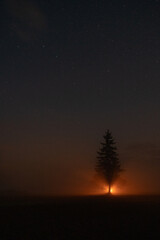 Naklejka premium spurce on night