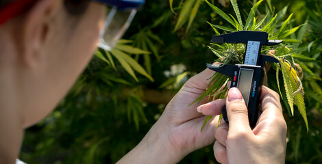 Cannabis scientist using vernier calipers mesuring Cannabis buds for quality control research in...