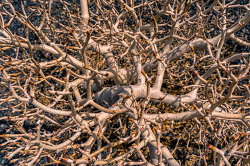close up of african plant without leaves - the intertwined branches form a pattern