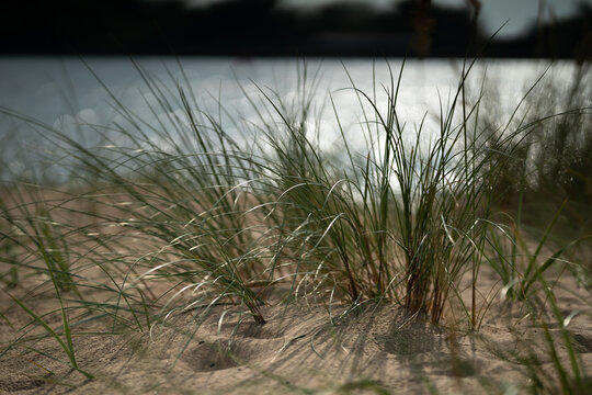 long grass