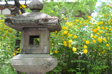 京都　松尾大社の境内に咲くヤマブキ