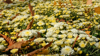 Small white-yellow flowers bloom in autumn. Chrysanthemums, chrysanths flowerbed with fallen leaves sunny close-up