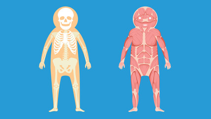 human skeleton and human muscles