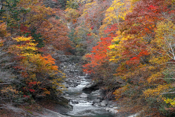 北海道白老町、紅葉した木々の間を流れる白老川【10月】