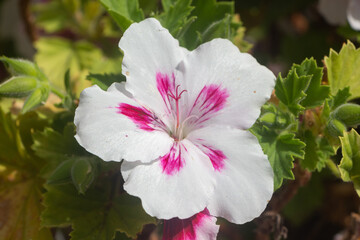 Pink and white geranium flowers - 543147726
