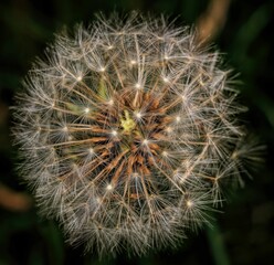 Closeup of common dandelion with ripe seeds against dark background