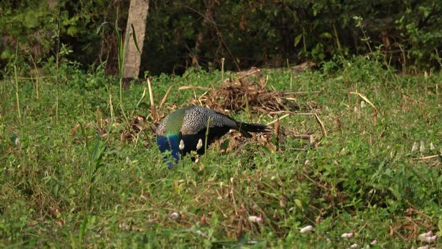 A peacock eats young millet eats 
Uttar Pradesh India, 2022, India wildlife
