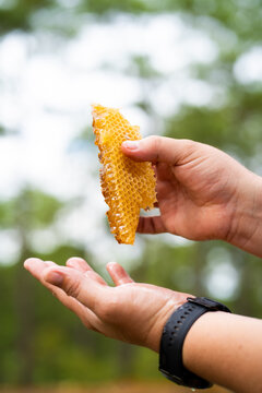 Miel de abeja