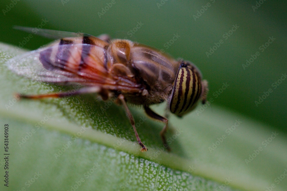 Poster closeup of eristalinus taeniops hoverfly on green plant leaf