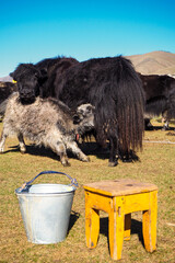 Baby yack milking its mother in Orkhon valley in Mongolia