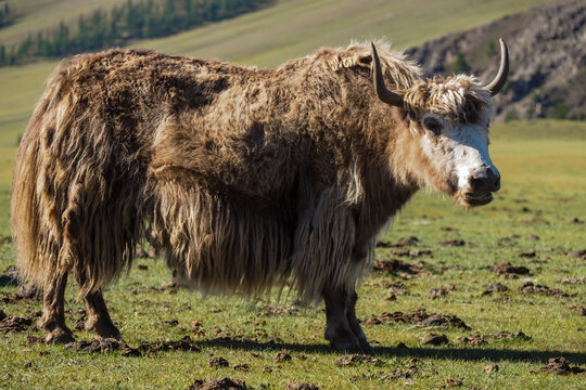 Yack Bilder Durchsuchen 1,185 Archivfotos, und Videos