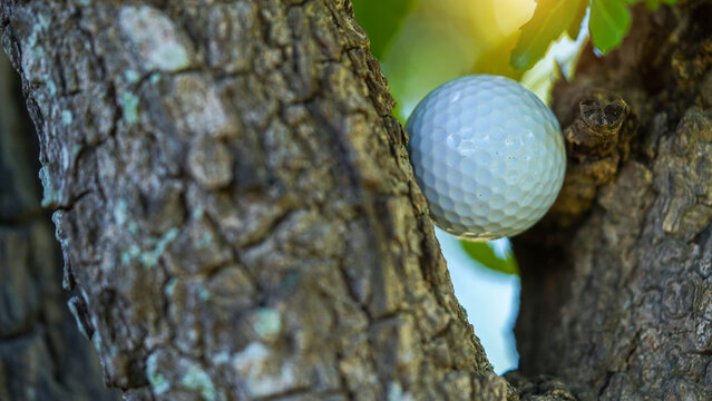 Macro of a golf ball in the rough or ong grass adjacent to the fairway.