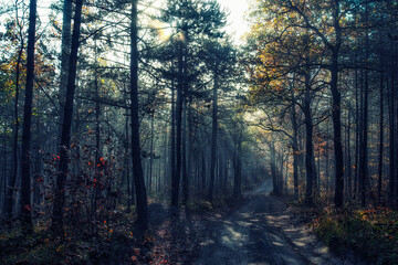 misty autumn forest in the morning