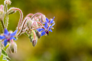 niebieski kwiatek z bliska