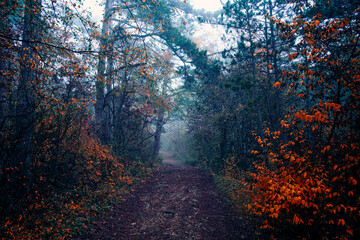 Obraz premium path In misty autumn forest