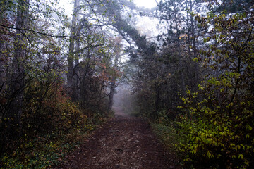 path In misty autumn forest