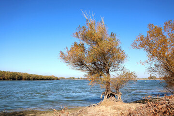beautiful trees of willow and plopsters in autumn with odd roots © Photowards