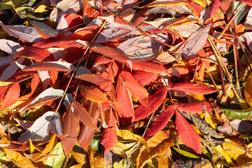 Bunter Herbst Laub Hintergrund 