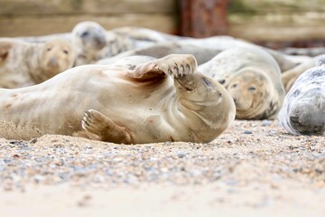 Closeup of grey seals (Halichoerus grypus) on the Horsey beach, England