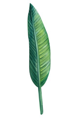 Green leaf. Strelitzia on isolated background, hand drawn watercolor botanical painting.