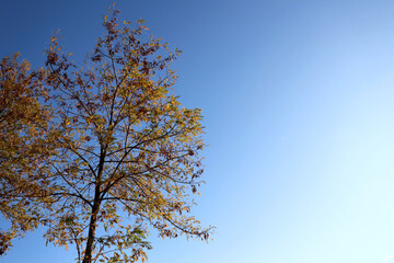 autumn yellow leaves on blue sky