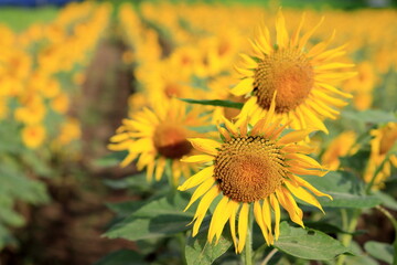 全盛期のヒマワリ畑