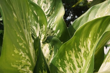 green leaves in the garden
