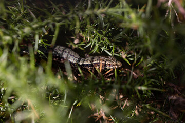 camouflaged lizard on a green plant staring at the camera. macro photography. wildlife.