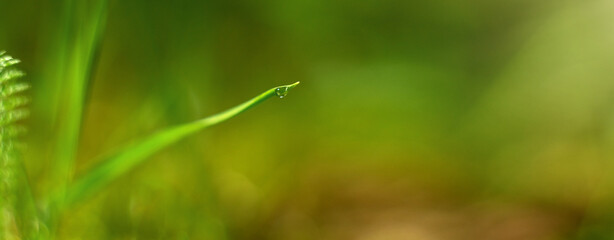 A transparent dewdrop on the green tip of a blade of grass. Natural cosmetics.Green ecological background for the text.