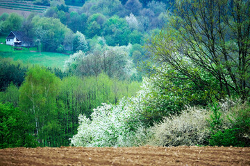 Czeremcha zwyczajna (Padus avium Mill.) to pięnie kwitnące drzewo które potrafi zachwycić w polnym krajobrazie ale i dostarcza surowca  © JDziedzic