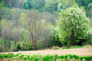 Czeremcha zwyczajna (Padus avium Mill.) to pięnie kwitnące drzewo które potrafi zachwycić w polnym krajobrazie ale i dostarcza surowca  © JDziedzic