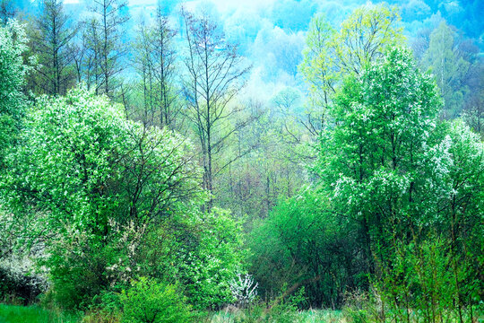 Czeremcha zwyczajna (Padus avium Mill.) to pięnie kwitnące drzewo które potrafi zachwycić w polnym krajobrazie ale i dostarcza surowca 