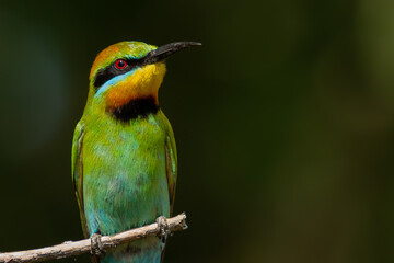 bee eater perched on a branch