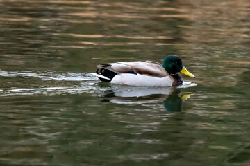 Mallard Ducs is swimming