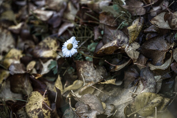Autumn lonley flower between leafs