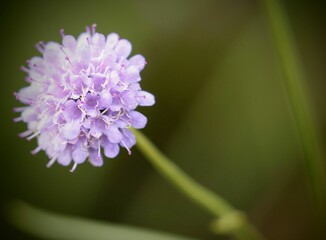 Closeup of a devil's bit (Succisella) against blurred green background