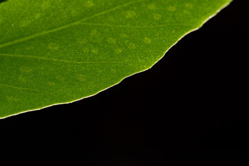 Plant leaves visible under the sun, plant background