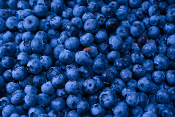 Fresh blueberry background. Texture blueberry berries close up.
