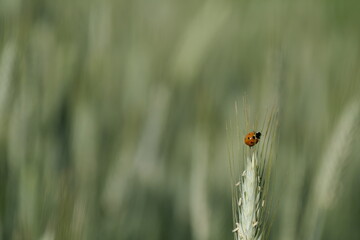 Close up of a ladybug on a rye plant