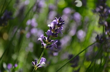 Close up lavender