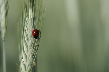 Close up of a ladybug in nature