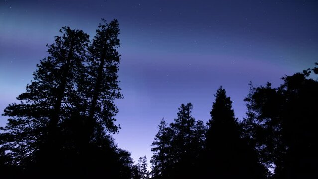 Aurora Borealis Purple in Starry Sky Purple Loop Winter Forest Northern Lights