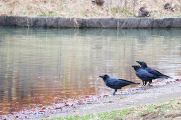 Three Crows Standing by the Pond at Yoyogi Park