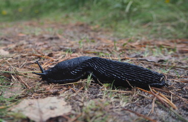 Slug is a shell-less terrestrial gastropod mollusc