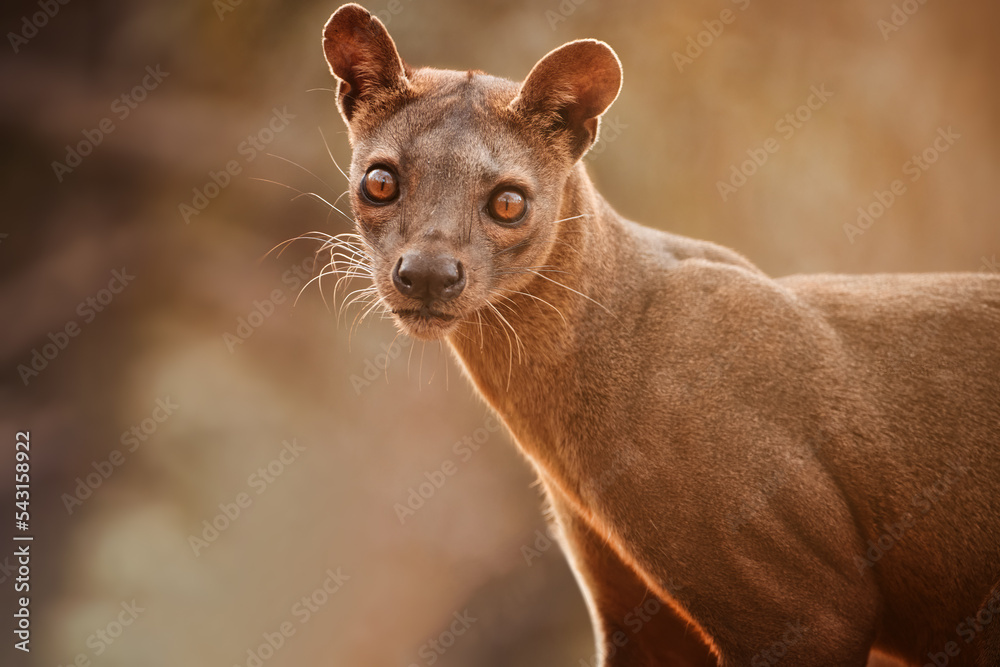 Wall mural madagascar fossa. apex predator, lemur hunter. portrait, eye contact, blurred background. shades of 